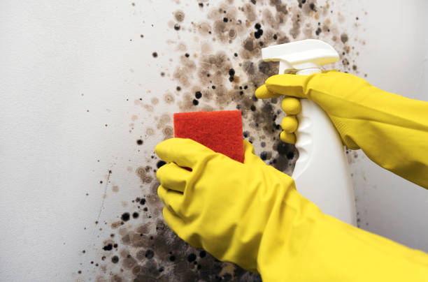 Best Industrial Mold Remediation in West Chester, PA
